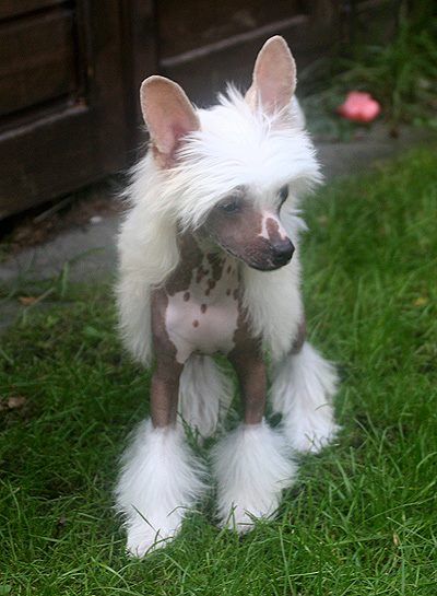 Code Femme von Shinbashi