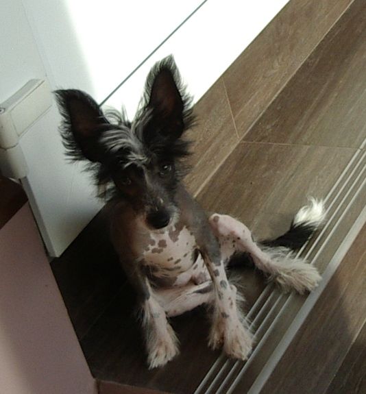 Nika Stars Riki Martin