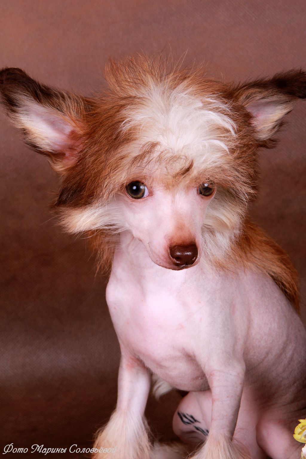 Kihosomu Barselona"sale"