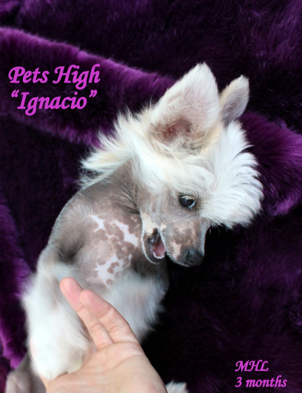 Pets High Ice Tea for Two