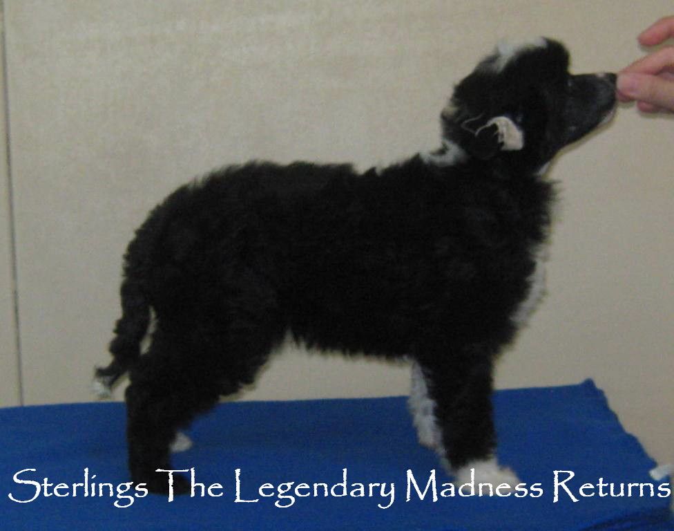 Sterlings The Legendary Madness Returns