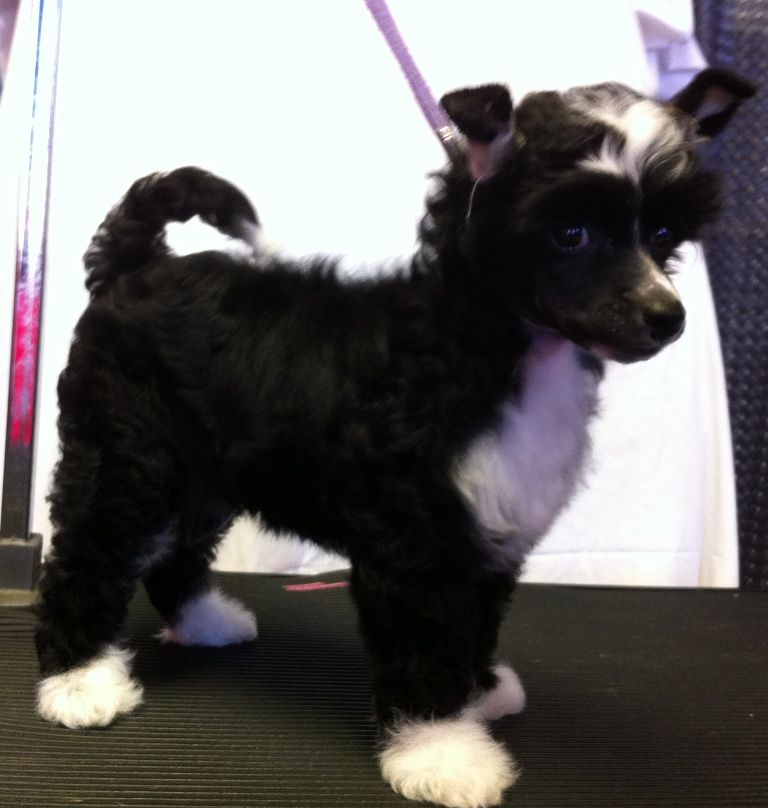 Sterlings Maddest Hatter of Legends