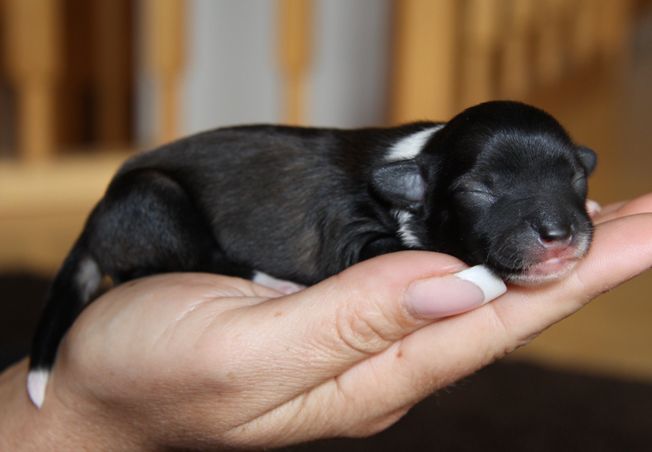 Everlasting Love Quickly in Love