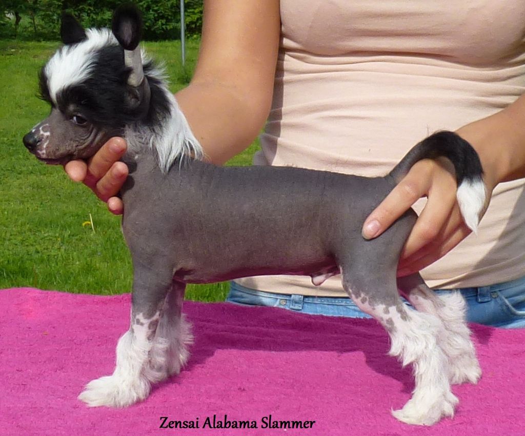Zensai Alabama Slammer