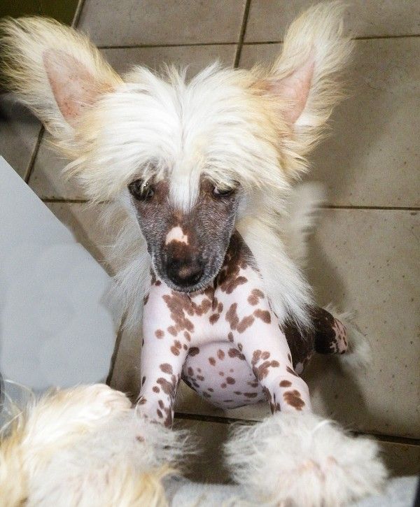 Amazon Amber z Barrandova