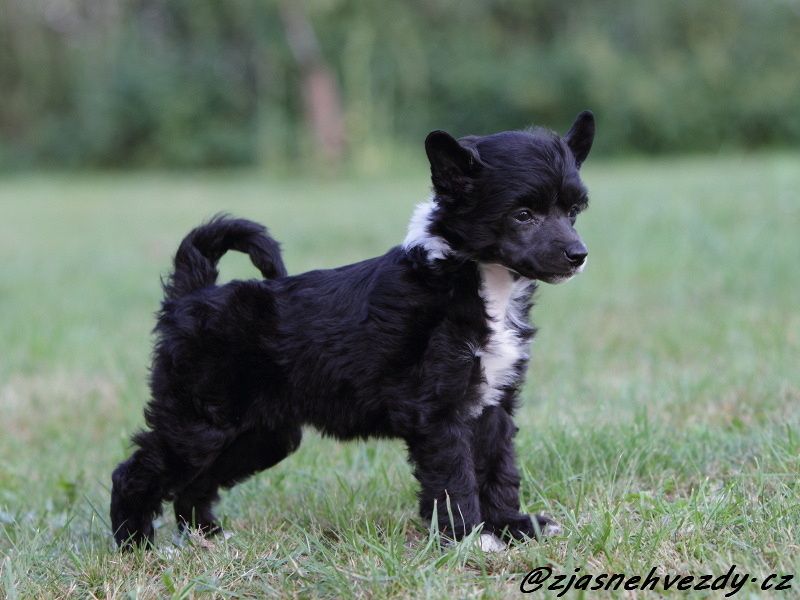 Flower z Jasne hvezdy