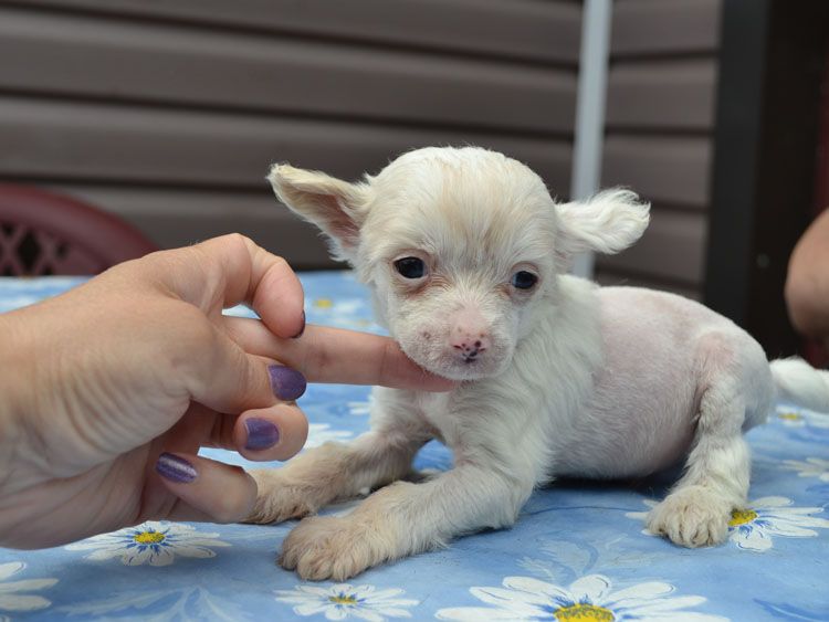 Vellar Pljus Chi Lun