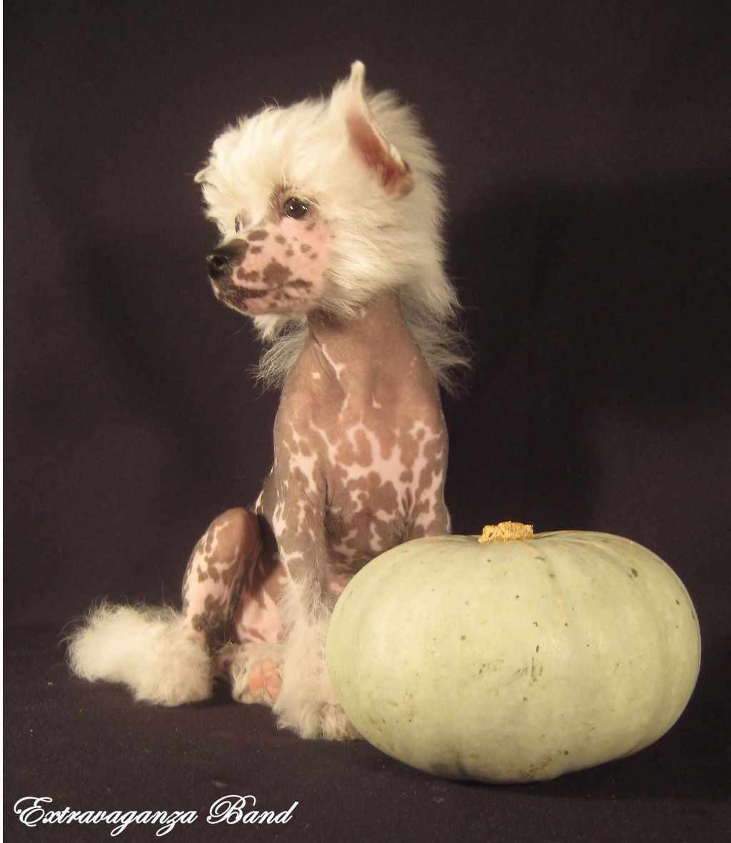 Extravaganza Band Nazareth