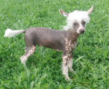 Caramba vom Eifeldiamant