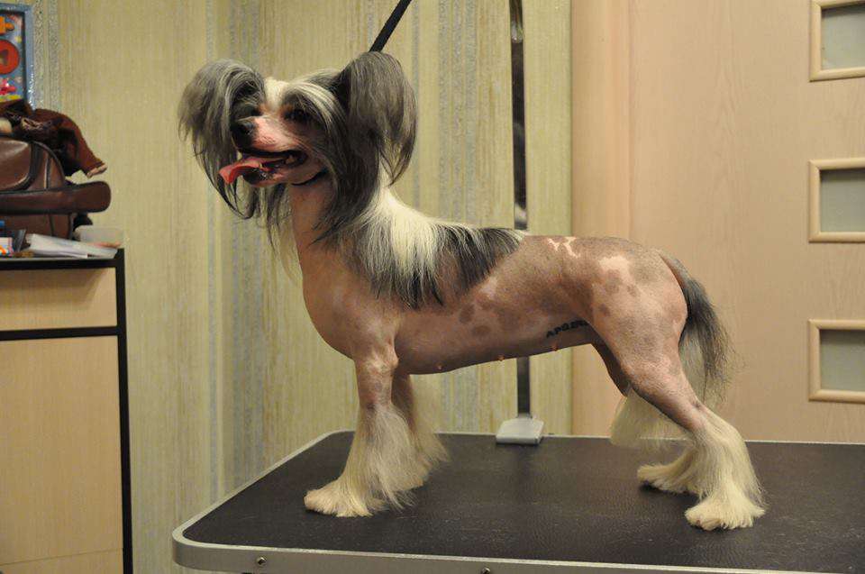 Funky-Monkey Zagadochnaya Shtuchka