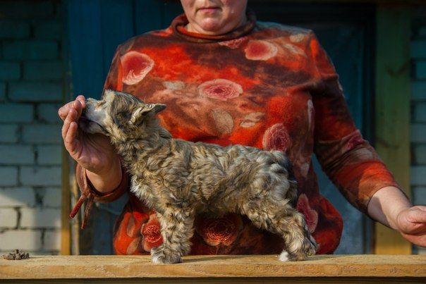 Berenik Pandora Emma