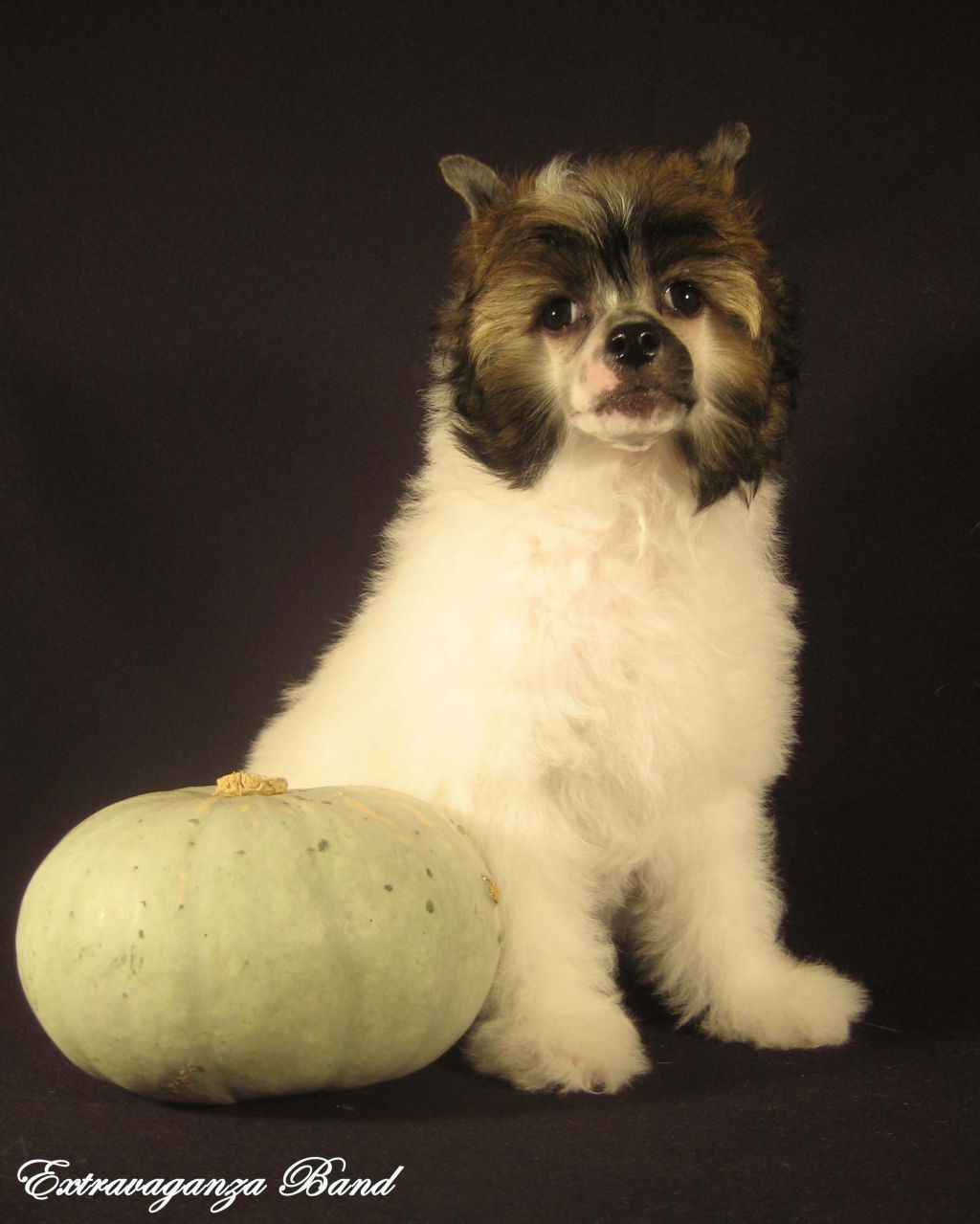 Extravaganza Band Nostalgi