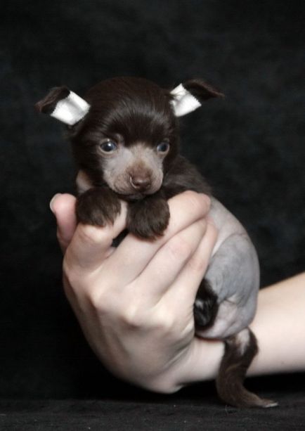 Luksorius Angel of my Dreams