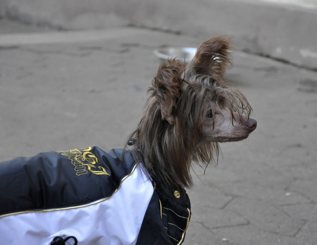 Luksorius Armando mon Amour á Elfental