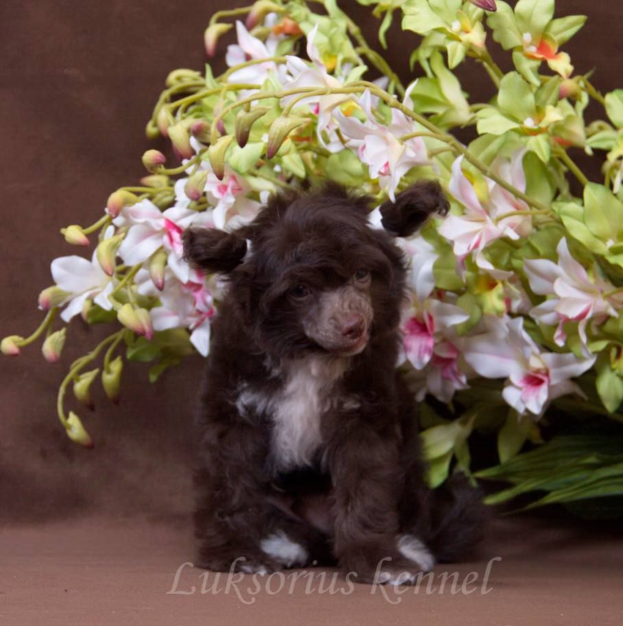 Luksorius Alpen Gold