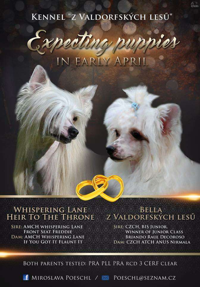 Bella z Valdorfskych lesu