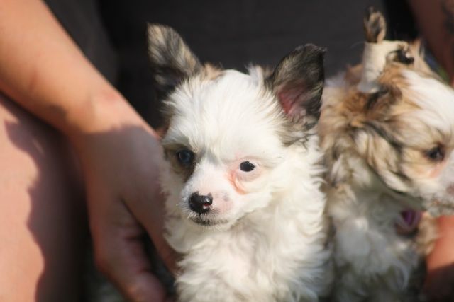 Eden's Garden I'm wild indiana