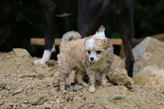 Eden's Garden in the melody of my heart
