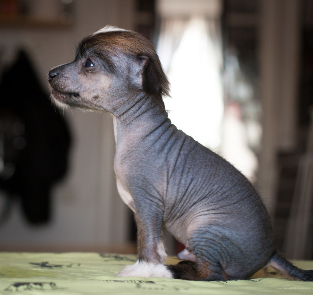 Big Love Big Heartache Della Castafiore