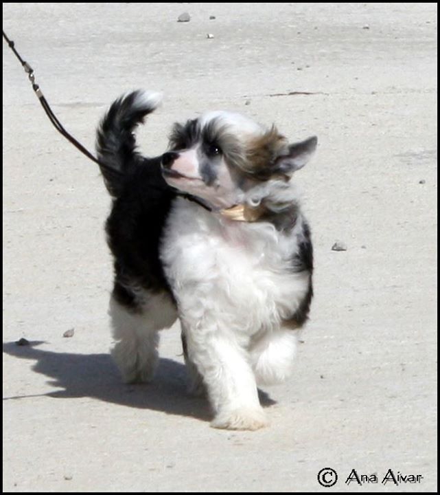 Allmost In Love Della Castafiore