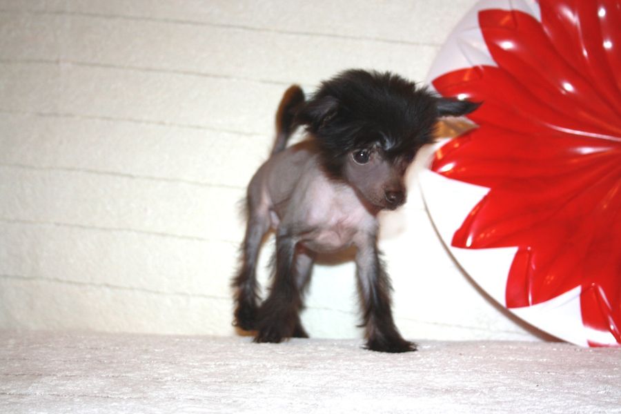 Charuyuschiy Soblazn Yastin Gift for Nelly