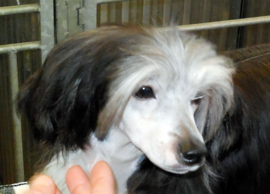 Fatal Attraction Di Casa Romano