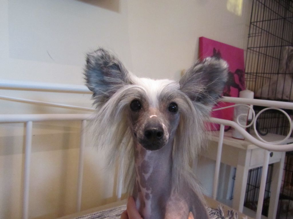 Jamming's African Herbsman