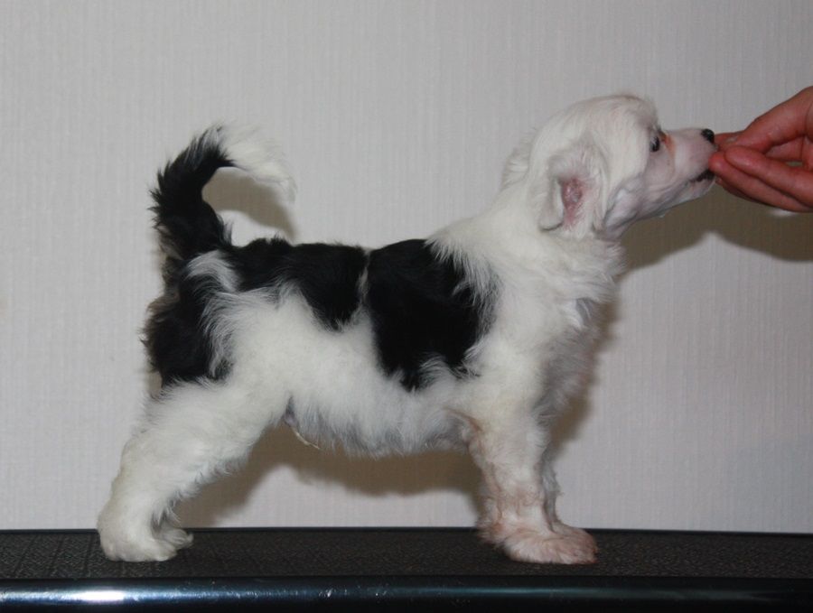 Viuvaun Supersankari