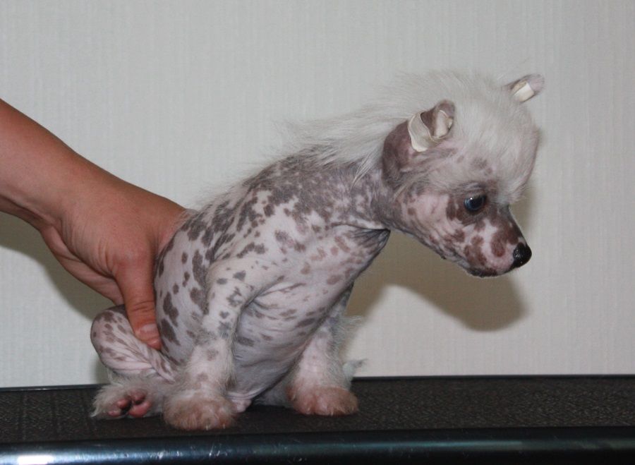 Viuvaun Sydänten Särkijä