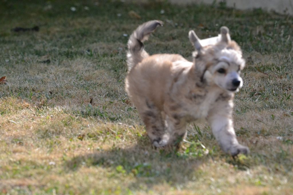 Iholdy de L'Orée des Rêves