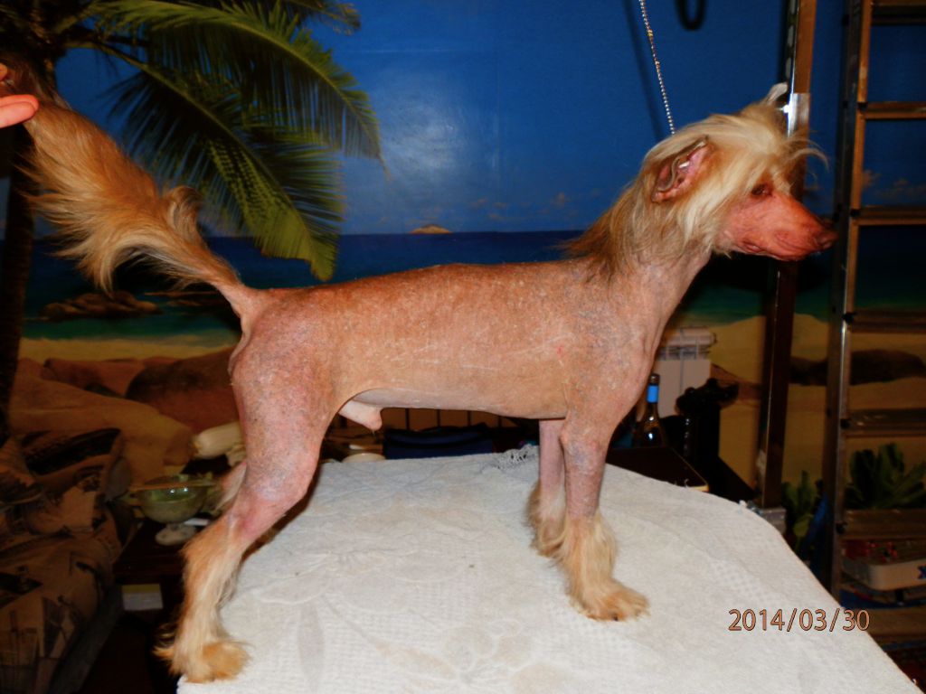 Gelios Hetskenus De'Kruzeyra