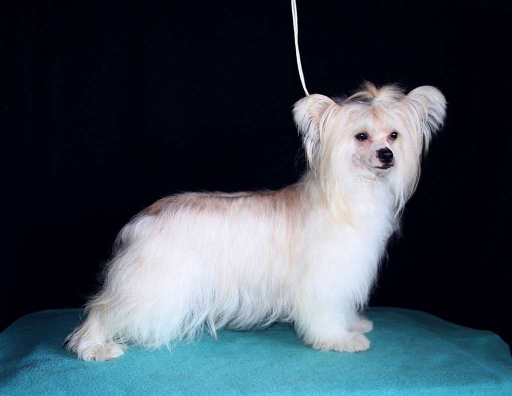 Be My Dog's Hastalavista