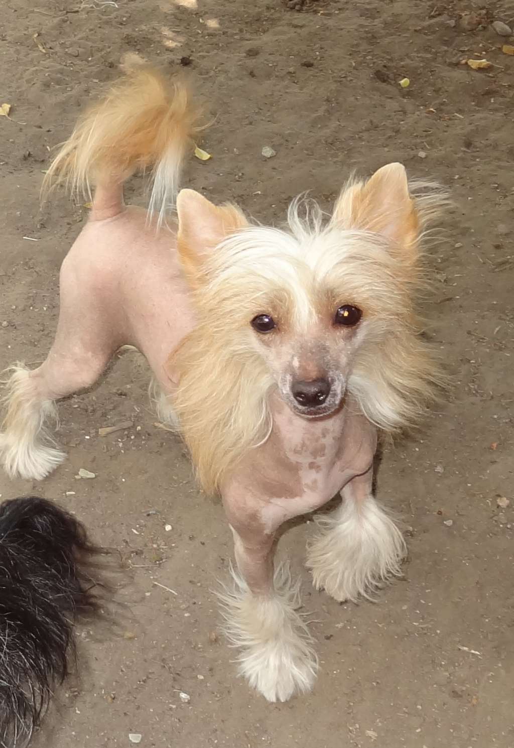 Naimuluna Line Tiramisu