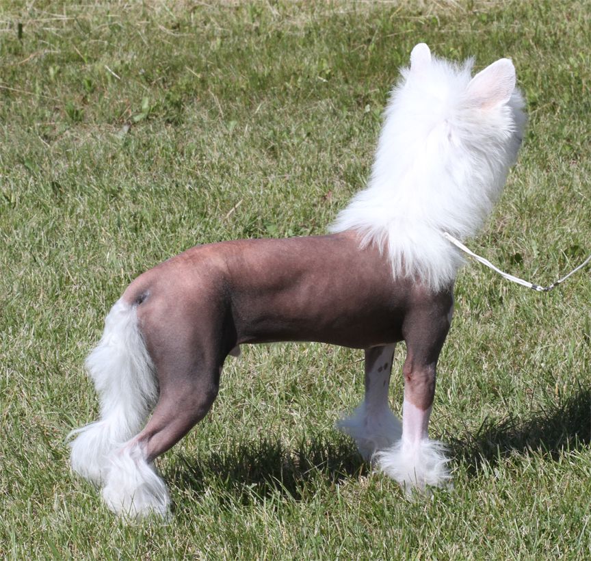 Crestars Firecrest Bubblz