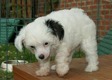 Anni Sillky Stars of Persia