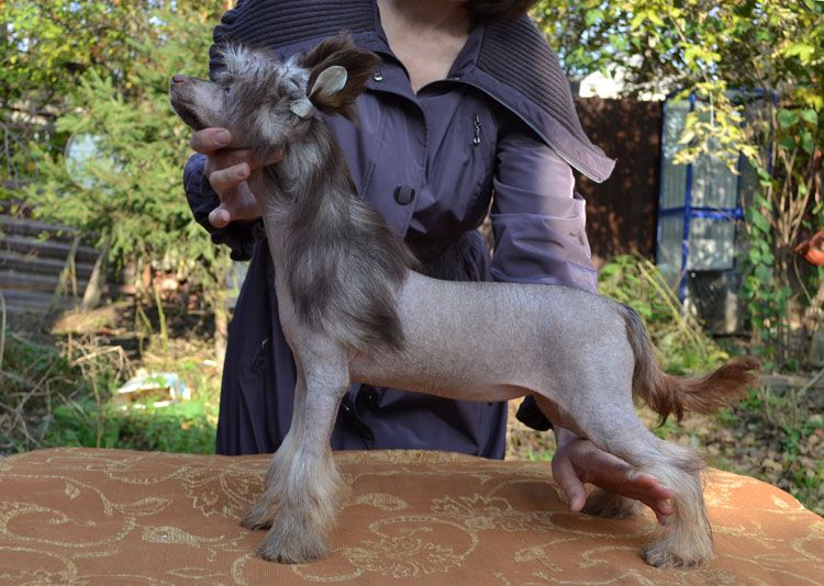 Vellar Pljus Shokoladnaya Malyshka Shimmi