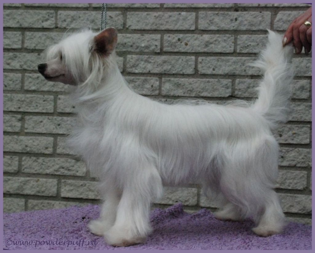 Dreamgirl Made of Roxy's Pride