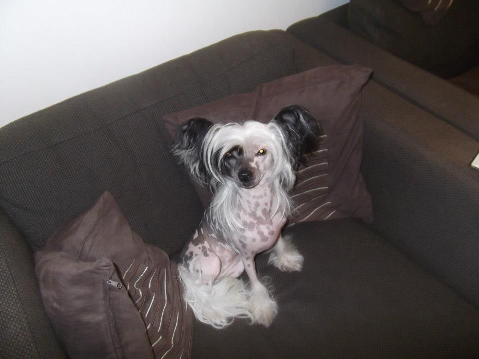 Esquimaux Gee Whizz