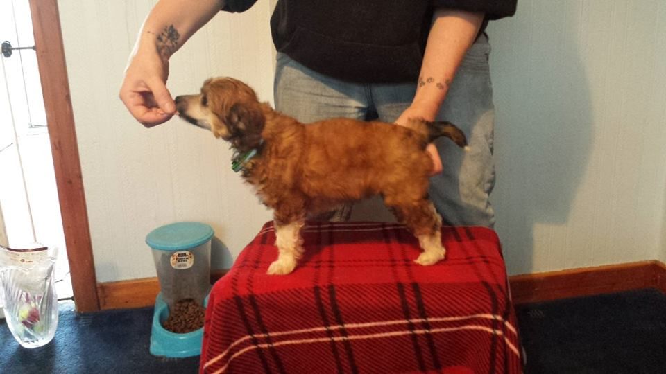 Gizooty's Dark Crystal