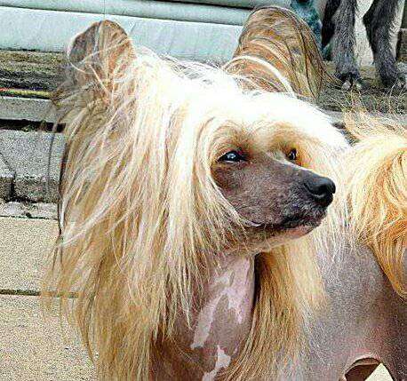 Gizooty's Lady MacBeth of Stenhound