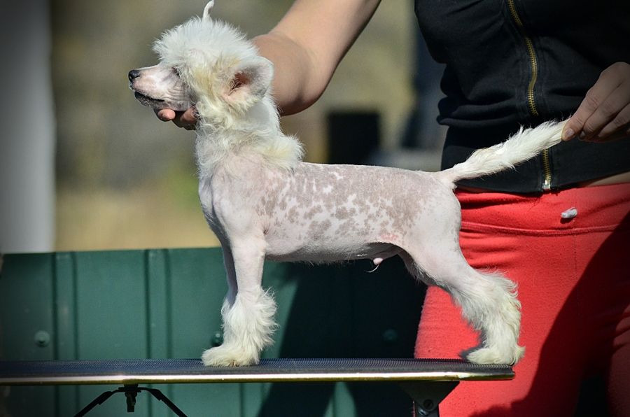 Elance Louange  Zhigan