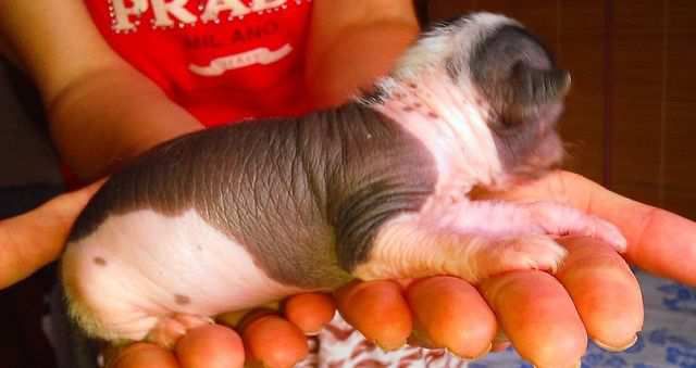 Ognenny Lotos Rikka Takanashi