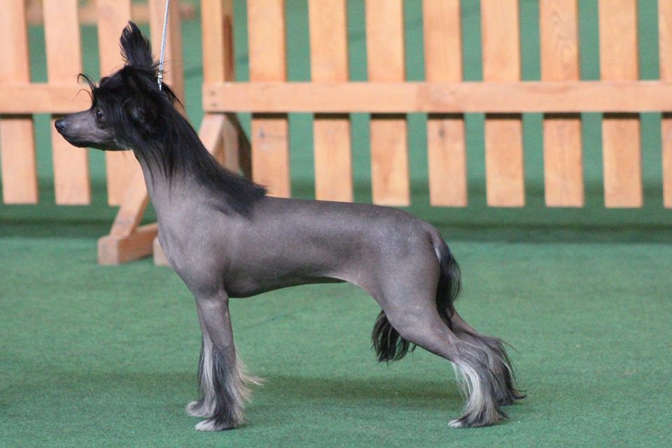 Kathylin Sasima(fci)