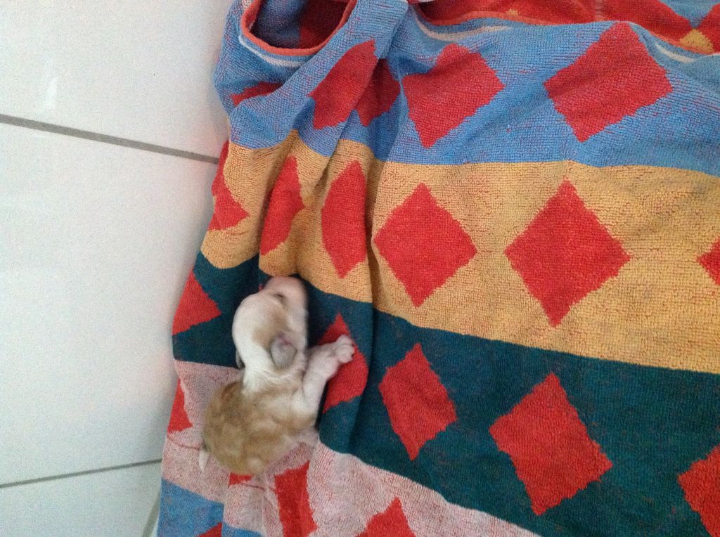 Frendor's Q