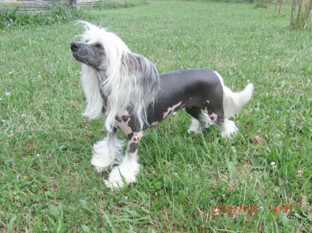 Holly vom Erfurter Dom