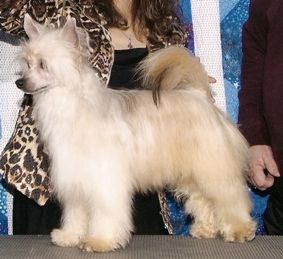 Gingery's The Mark Of Zorro