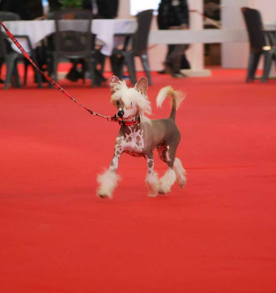 Ippie Kokeshi' c Dogs