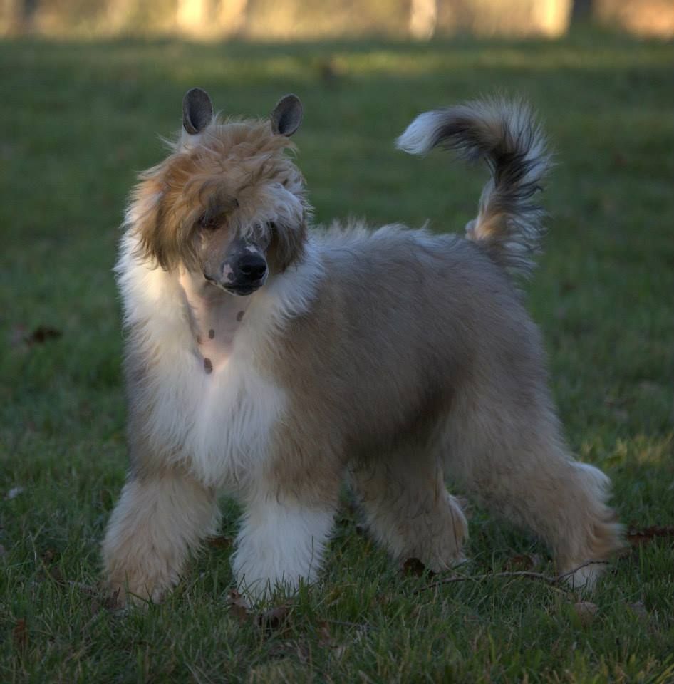 Ip-Hop Kokeshi' c Dogs