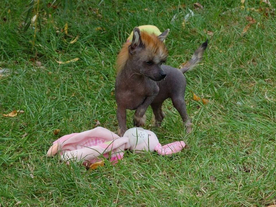 Icône Kokeshi' c Dogs