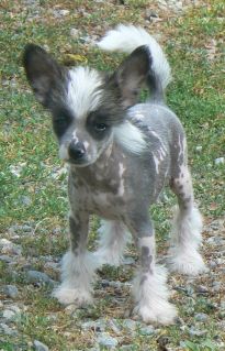 Dogtrix Järva Judith